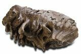 Fossil Woolly Mammoth Upper M Molar - Poland #337191-4